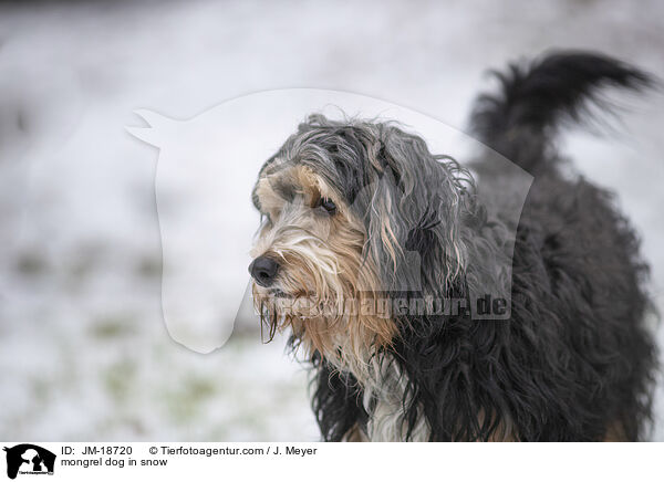 Mischling im Schnee / mongrel dog in snow / JM-18720