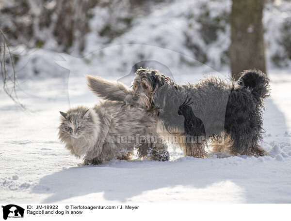 Ragdoll und Hund im Schnee / Ragdoll and dog in snow / JM-18922