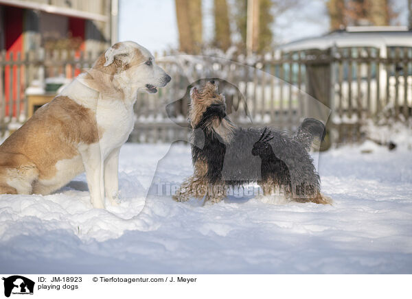 spielende Hunde / playing dogs / JM-18923