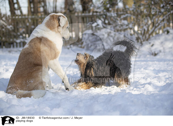 spielende Hunde / playing dogs / JM-18930