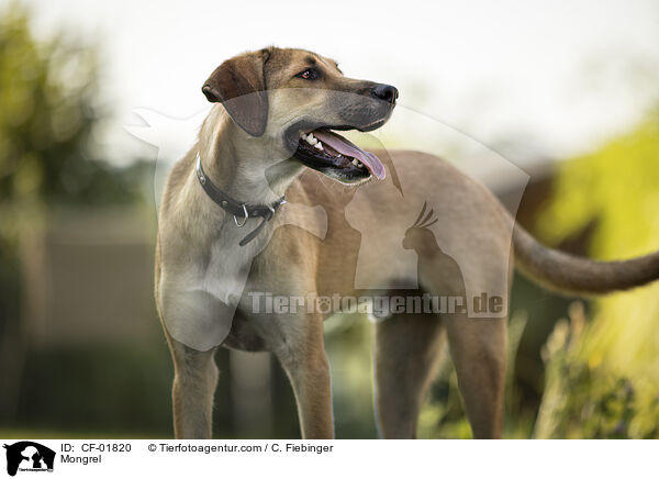 Mischling / Mongrel / CF-01820
