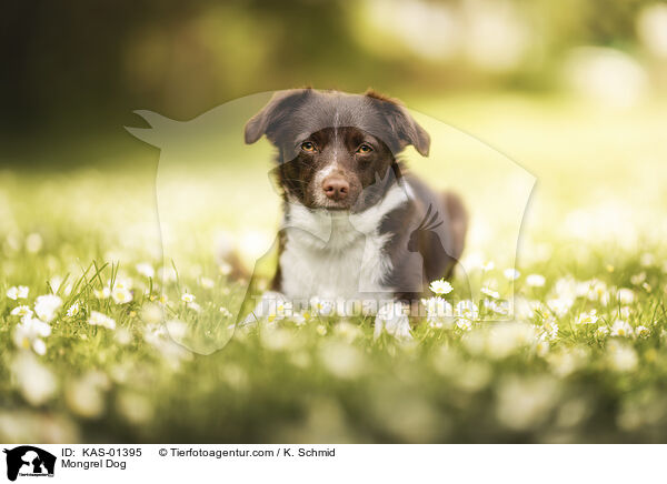 Mischling / Mongrel Dog / KAS-01395