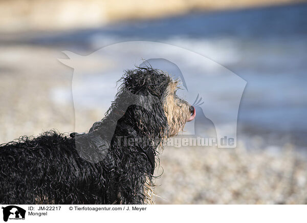 Mischling / Mongrel / JM-22217