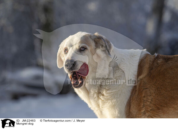 Mischling / Mongrel dog / JM-22463