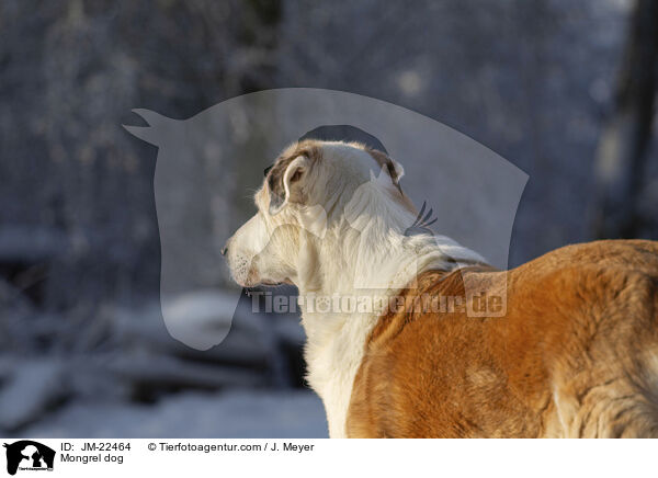 Mischling / Mongrel dog / JM-22464