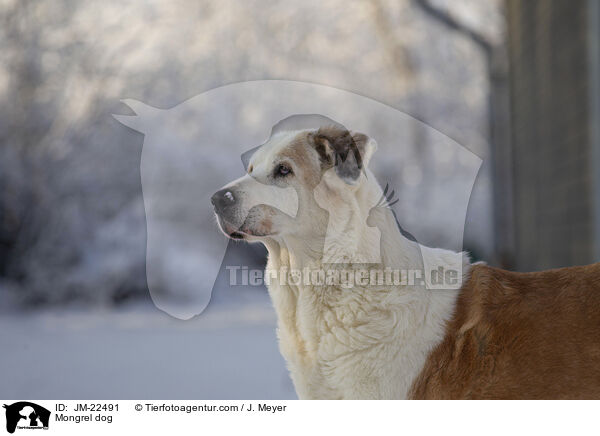 Mischling / Mongrel dog / JM-22491