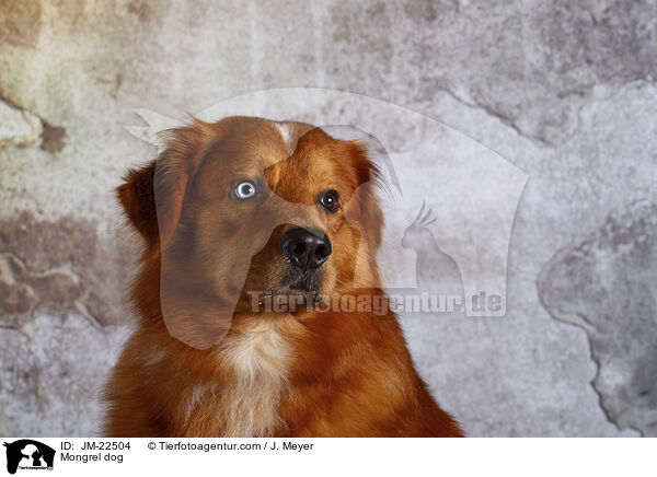 Mischling / Mongrel dog / JM-22504