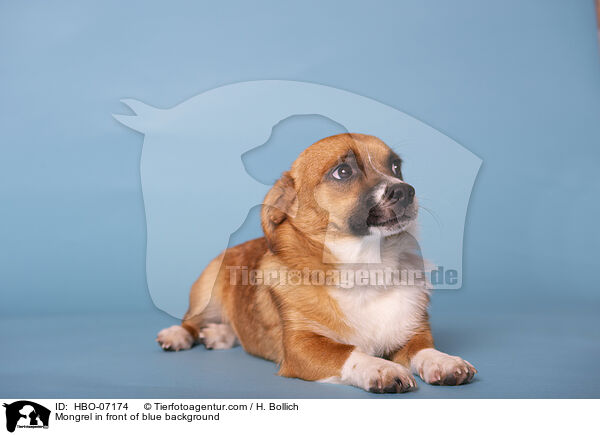 Mischling vor blauem Hintergrund / Mongrel in front of blue background / HBO-07174