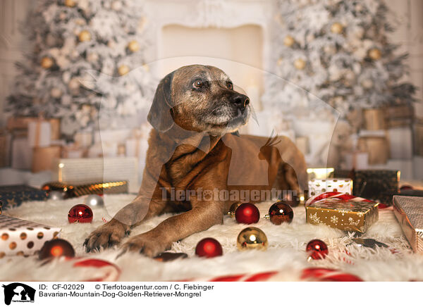 Bayerischer-Gebirgsschweihund-Golden-Retriver-Mischling / Bavarian-Mountain-Dog-Golden-Retriever-Mongrel / CF-02029