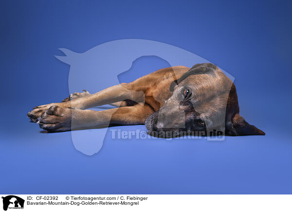 Bayerischer-Gebirgsschweihund-Golden-Retriver-Mischling / Bavarian-Mountain-Dog-Golden-Retriever-Mongrel / CF-02392