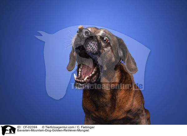 Bayerischer-Gebirgsschweihund-Golden-Retriver-Mischling / Bavarian-Mountain-Dog-Golden-Retriever-Mongrel / CF-02394