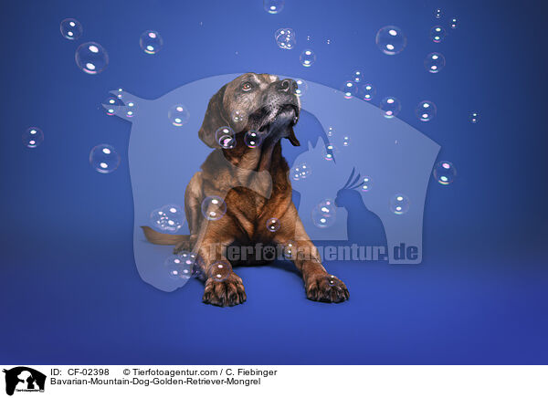 Bayerischer-Gebirgsschweihund-Golden-Retriver-Mischling / Bavarian-Mountain-Dog-Golden-Retriever-Mongrel / CF-02398