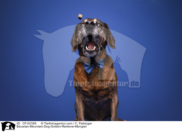 Bayerischer-Gebirgsschweihund-Golden-Retriver-Mischling / Bavarian-Mountain-Dog-Golden-Retriever-Mongrel / CF-02399