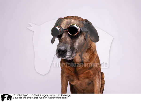 Bayerischer-Gebirgsschweihund-Golden-Retriver-Mischling / Bavarian-Mountain-Dog-Golden-Retriever-Mongrel / CF-02400