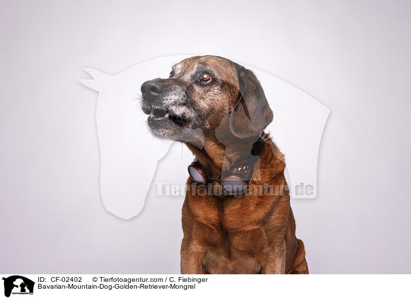 Bayerischer-Gebirgsschweihund-Golden-Retriver-Mischling / Bavarian-Mountain-Dog-Golden-Retriever-Mongrel / CF-02402