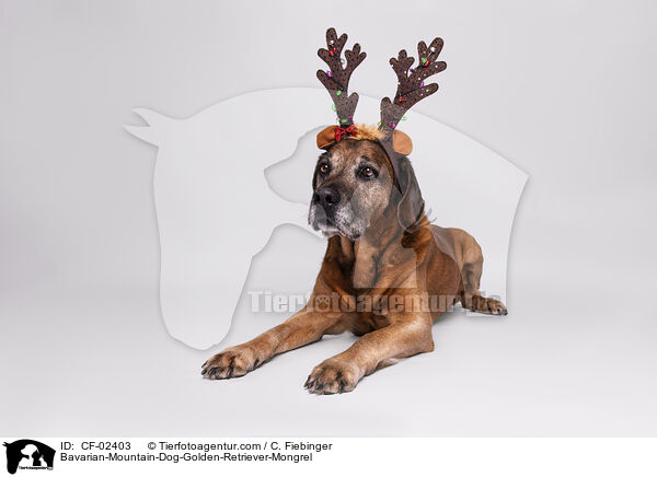 Bayerischer-Gebirgsschweihund-Golden-Retriver-Mischling / Bavarian-Mountain-Dog-Golden-Retriever-Mongrel / CF-02403