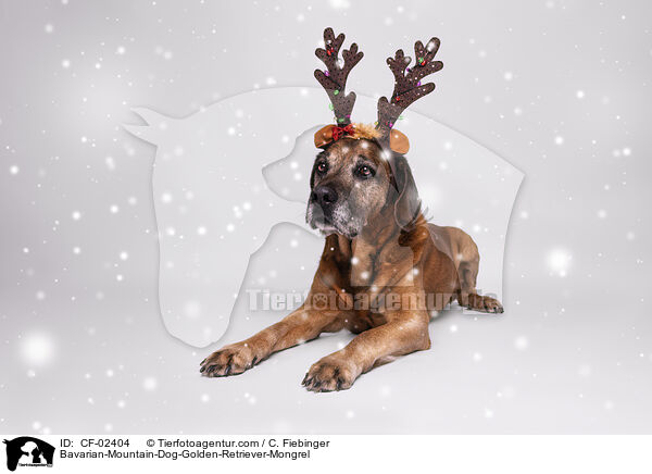 Bayerischer-Gebirgsschweihund-Golden-Retriver-Mischling / Bavarian-Mountain-Dog-Golden-Retriever-Mongrel / CF-02404
