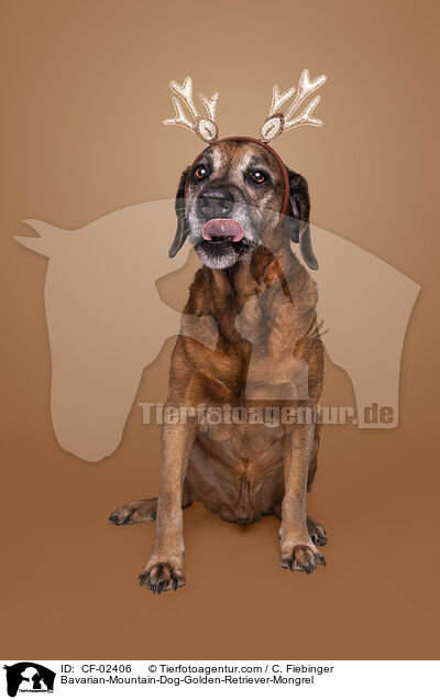 Bayerischer-Gebirgsschweihund-Golden-Retriver-Mischling / Bavarian-Mountain-Dog-Golden-Retriever-Mongrel / CF-02406