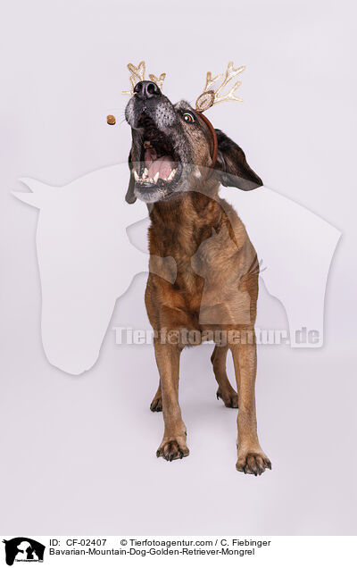 Bayerischer-Gebirgsschweihund-Golden-Retriver-Mischling / Bavarian-Mountain-Dog-Golden-Retriever-Mongrel / CF-02407
