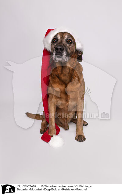 Bayerischer-Gebirgsschweihund-Golden-Retriver-Mischling / Bavarian-Mountain-Dog-Golden-Retriever-Mongrel / CF-02409