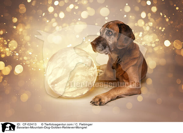 Bayerischer-Gebirgsschweihund-Golden-Retriver-Mischling / Bavarian-Mountain-Dog-Golden-Retriever-Mongrel / CF-02413