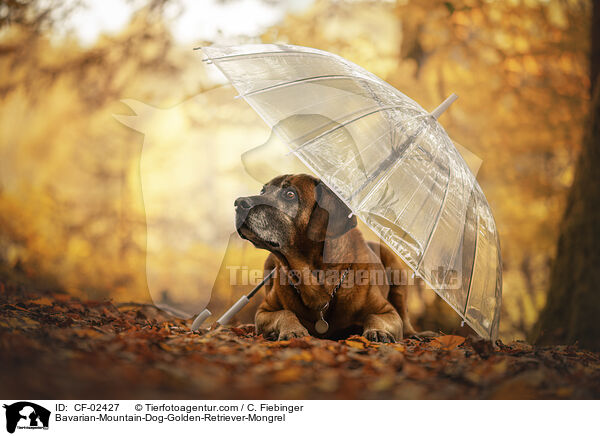 Bayerischer-Gebirgsschweihund-Golden-Retriver-Mischling / Bavarian-Mountain-Dog-Golden-Retriever-Mongrel / CF-02427