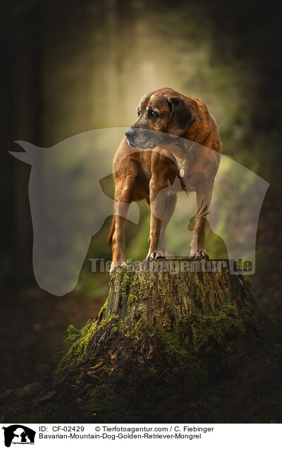 Bayerischer-Gebirgsschweihund-Golden-Retriver-Mischling / Bavarian-Mountain-Dog-Golden-Retriever-Mongrel / CF-02429