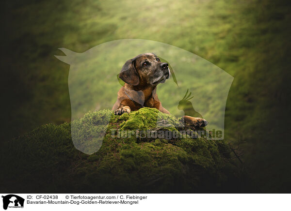 Bayerischer-Gebirgsschweihund-Golden-Retriver-Mischling / Bavarian-Mountain-Dog-Golden-Retriever-Mongrel / CF-02438