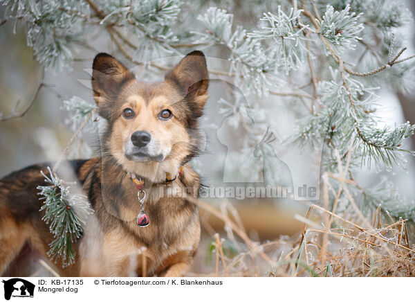 Mischling / Mongrel dog / KB-17135