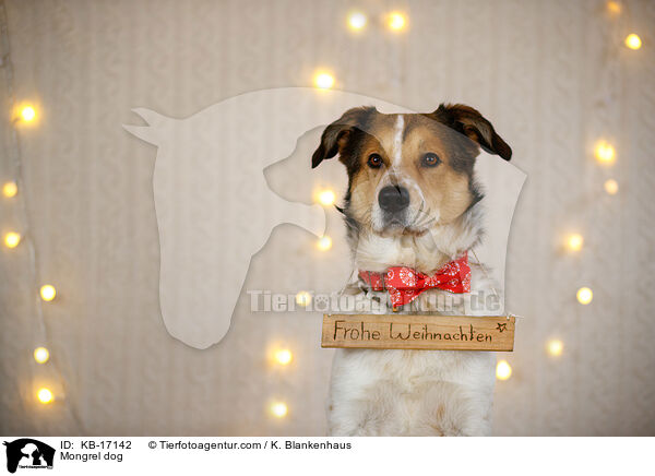 Mischling / Mongrel dog / KB-17142