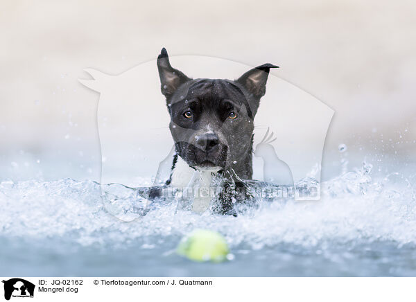 Mischling / Mongrel dog / JQ-02162