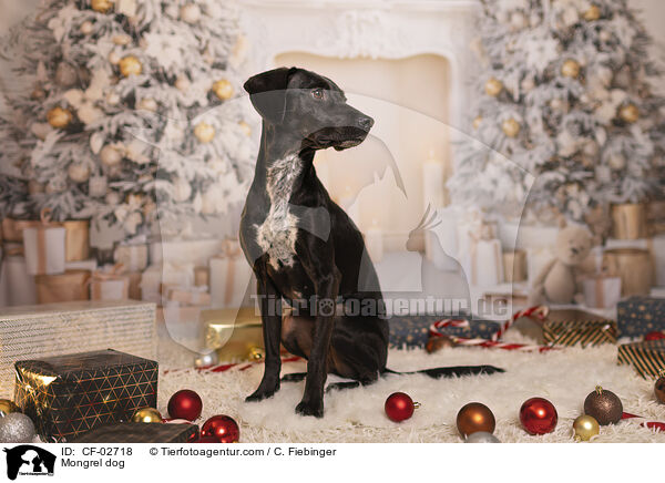 Mischling / Mongrel dog / CF-02718