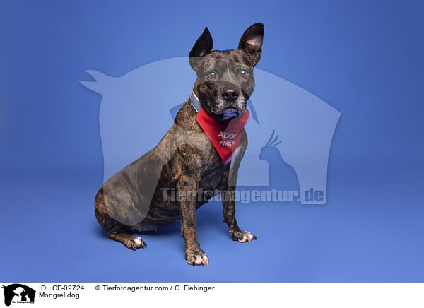 Mischling / Mongrel dog / CF-02724