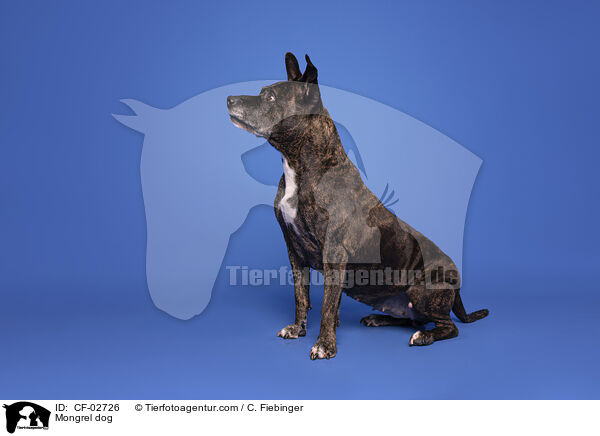 Mischling / Mongrel dog / CF-02726