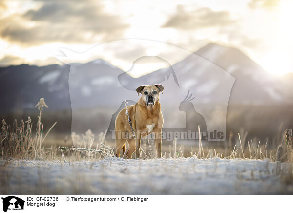 Mischling / Mongrel dog / CF-02736