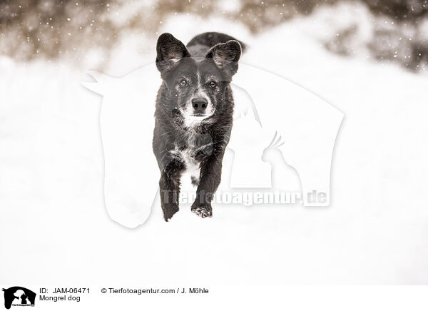 Mischling / Mongrel dog / JAM-06471