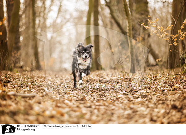Mischling / Mongrel dog / JAM-06473