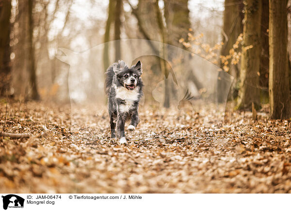 Mischling / Mongrel dog / JAM-06474