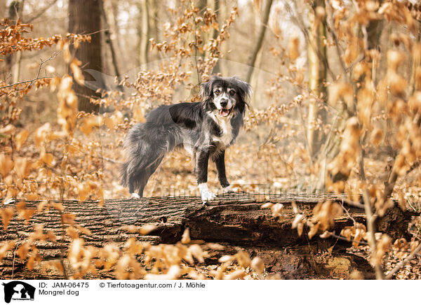 Mischling / Mongrel dog / JAM-06475