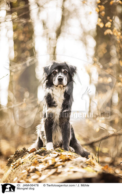 Mischling / Mongrel dog / JAM-06478