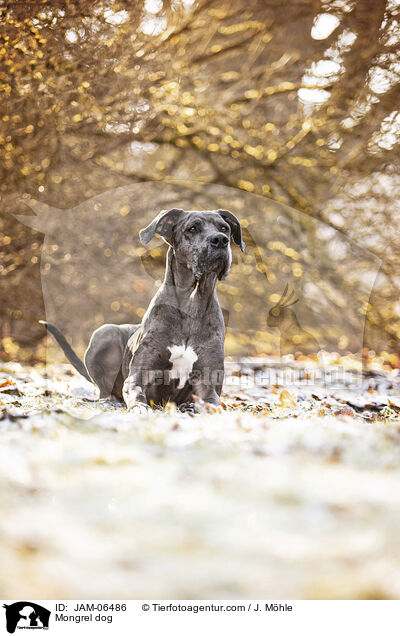 Mischling / Mongrel dog / JAM-06486
