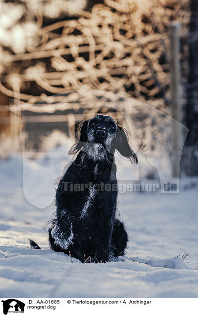 Mischling / mongrel dog / AA-01685