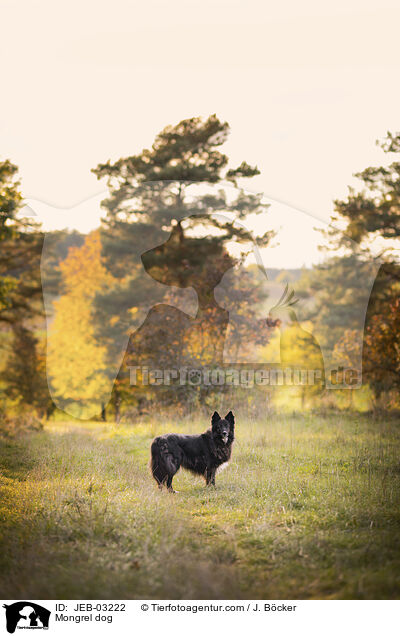 Mischling / Mongrel dog / JEB-03222