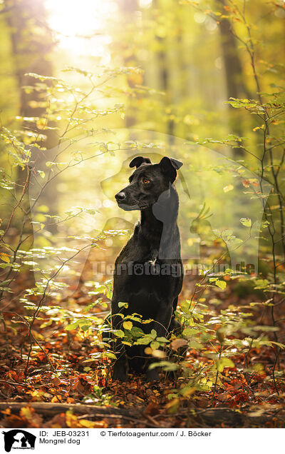 Mischling / Mongrel dog / JEB-03231