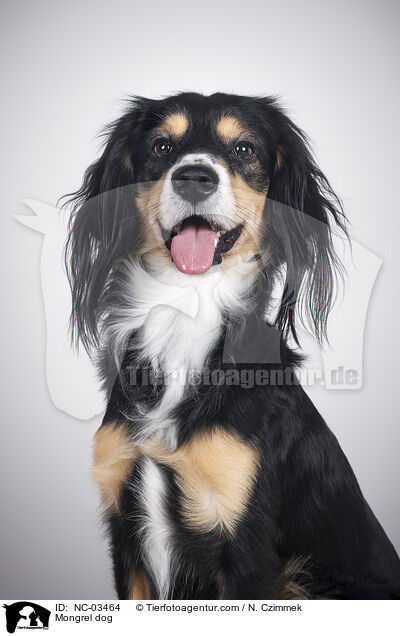 Mischling / Mongrel dog / NC-03464