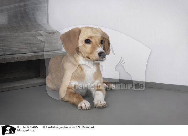 Mischling / Mongrel dog / NC-03465