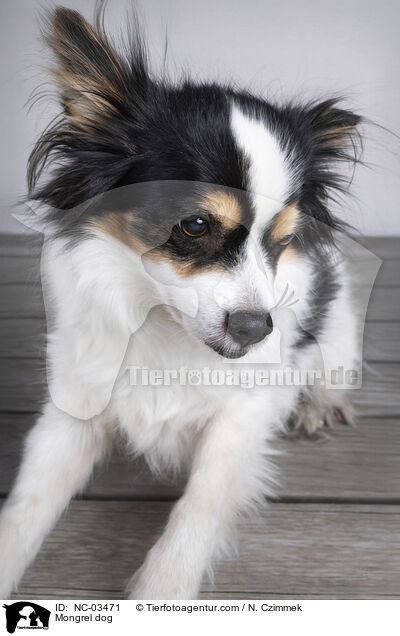 Mischling / Mongrel dog / NC-03471