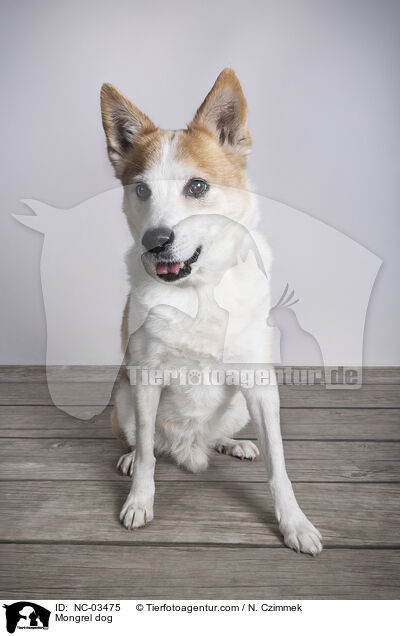 Mischling / Mongrel dog / NC-03475