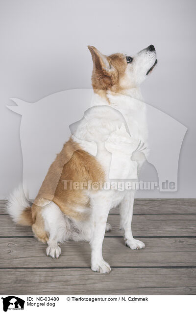 Mischling / Mongrel dog / NC-03480