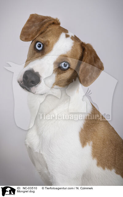 Mischling / Mongrel dog / NC-03510